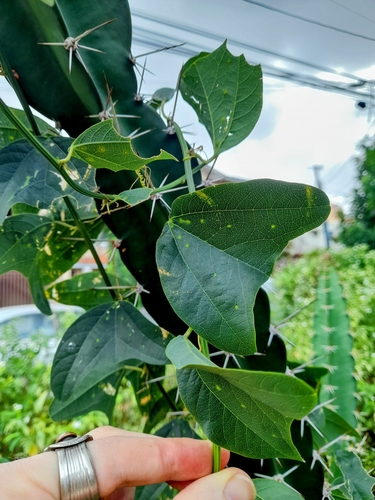 Image of Passiflora biflora by no rights reserved