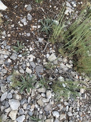 Frasera albomarginata