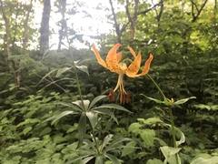 Lilium superbum