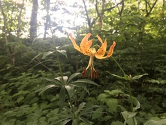 Lilium superbum