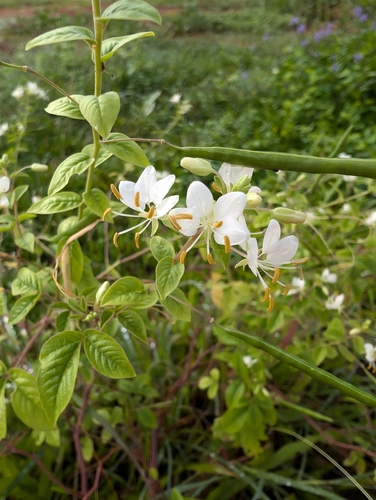 Mussambê