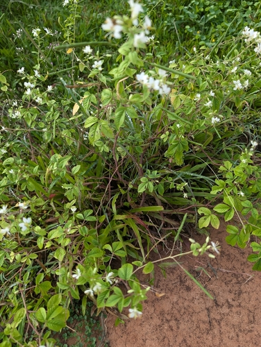 Foto de Mussambê