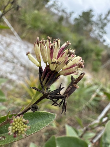 Image of Palafoxia feayi by (c) Matt Berger, some rights reserved (CC BY)