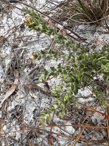 Image of Lechea cernua by (c) Matt Berger, some rights reserved (CC BY)