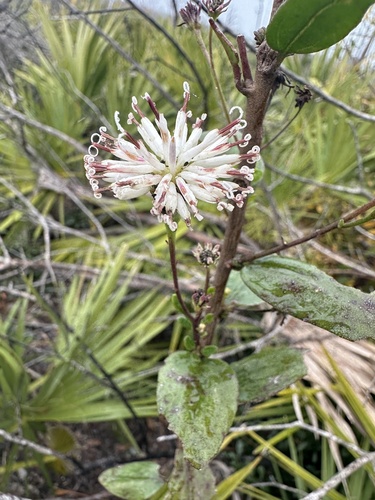 Image of Palafoxia feayi by (c) Matt Berger, some rights reserved (CC BY)