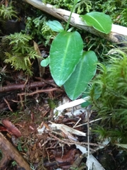 Platanthera brevicalcarata