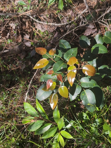 Foto de Maçaranduba