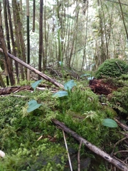 Platanthera brevicalcarata