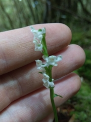 Platanthera brevicalcarata