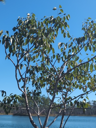 Foto de Maçaranduba