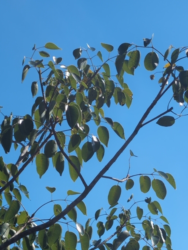 Foto de Maçaranduba