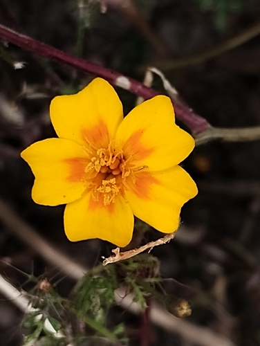 Foto de Cravo-de-defunto