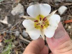 Calochortus bruneaunis