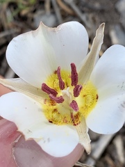 Calochortus bruneaunis