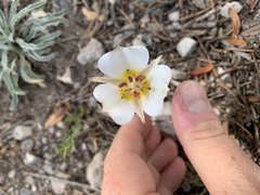 Calochortus bruneaunis