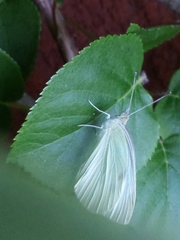 Pieris rapae