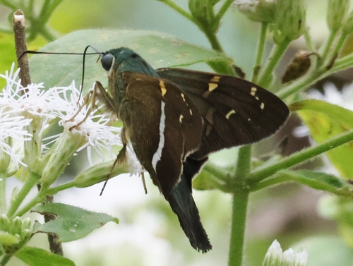 Aguna panama