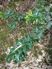 Ilex bioritsensis