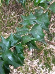 Ilex bioritsensis