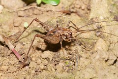 Pleioplectron hudsoni