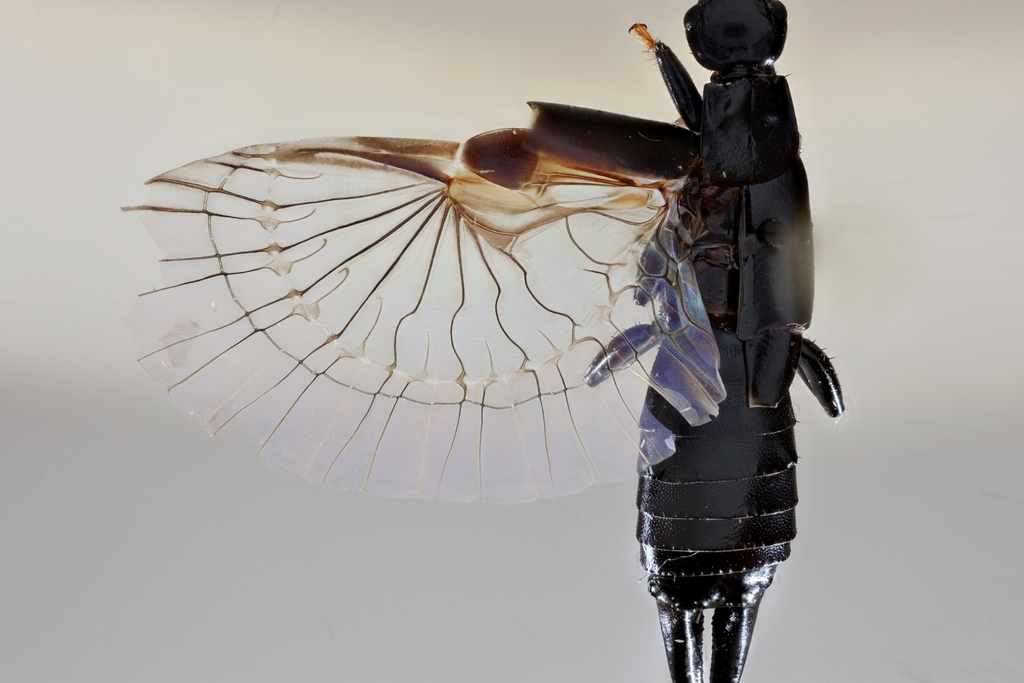 Black earwig