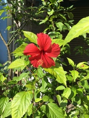 Hibiscus rosa-sinensis