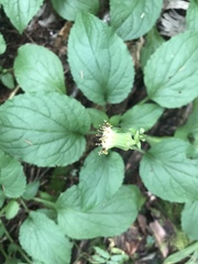 Rugelia nudicaulis
