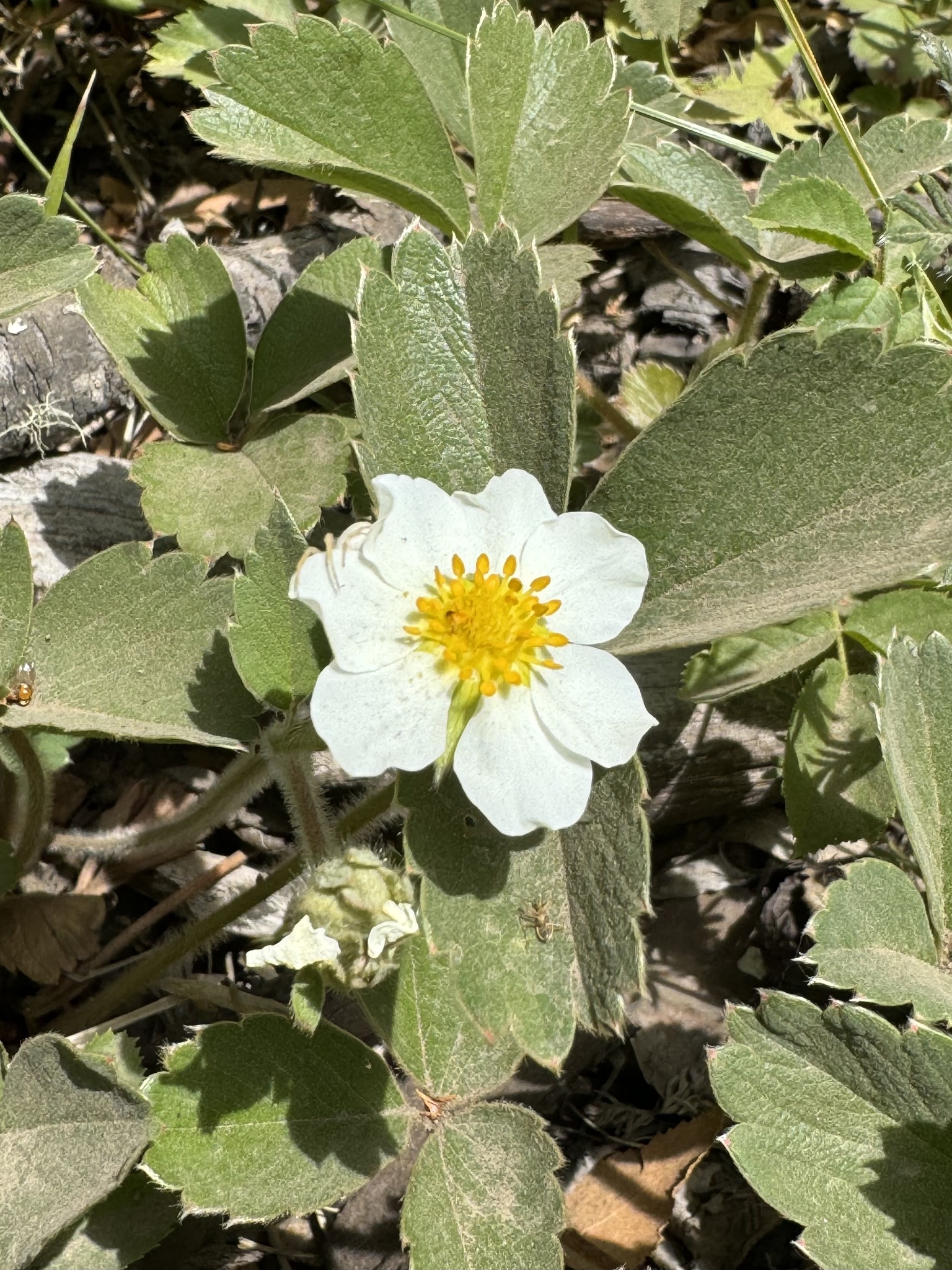 Imagem de Morango-silvestre