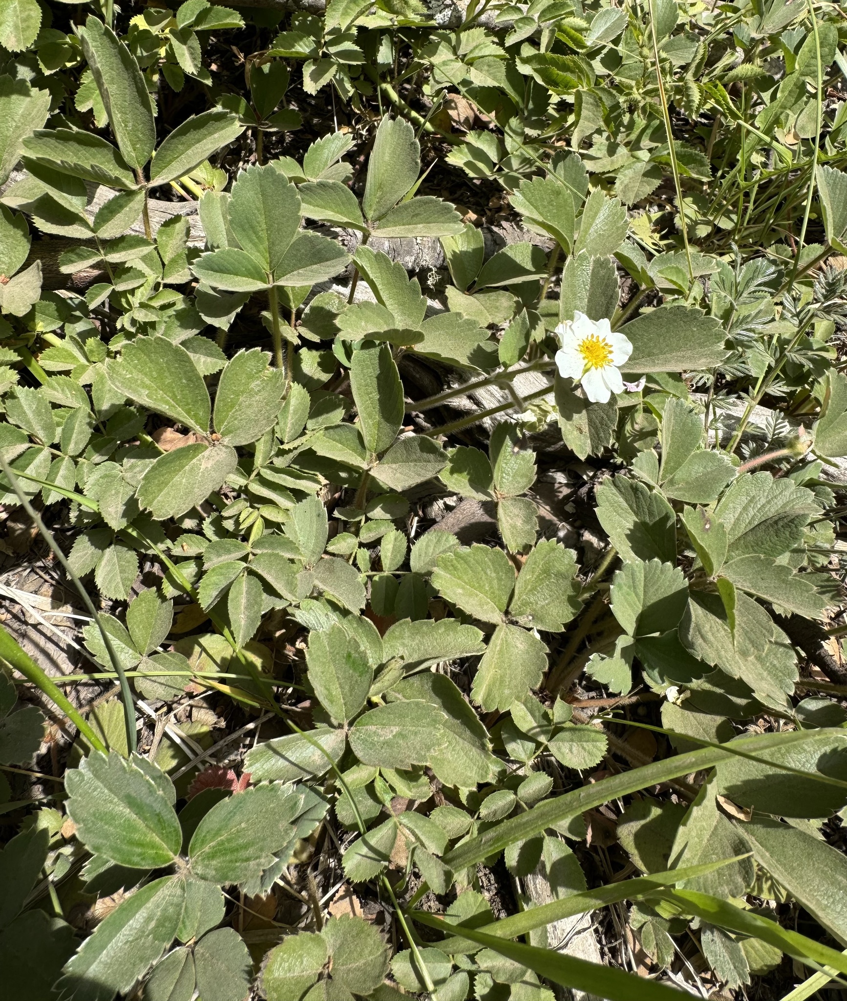 Imagem de Morango-silvestre