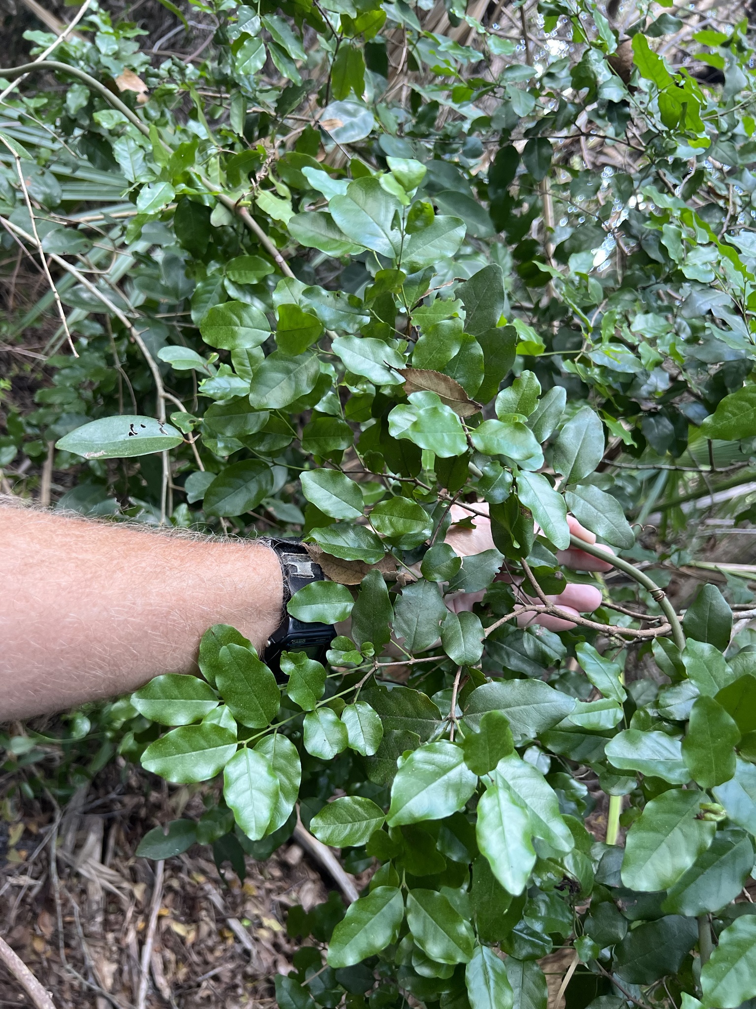 Imagem de Pau-ferro