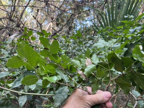 Foto de Pau-ferro