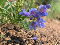 Penstemon glaber alpinus