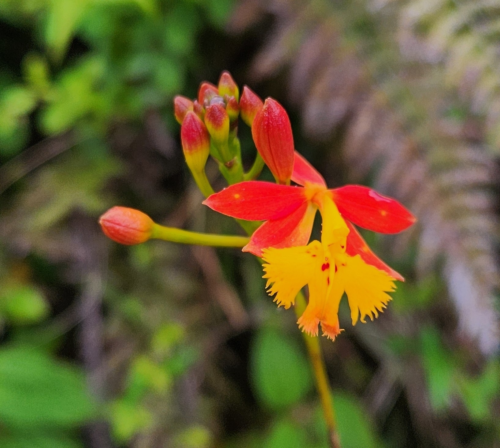 Imagem de Orquídea-radicans