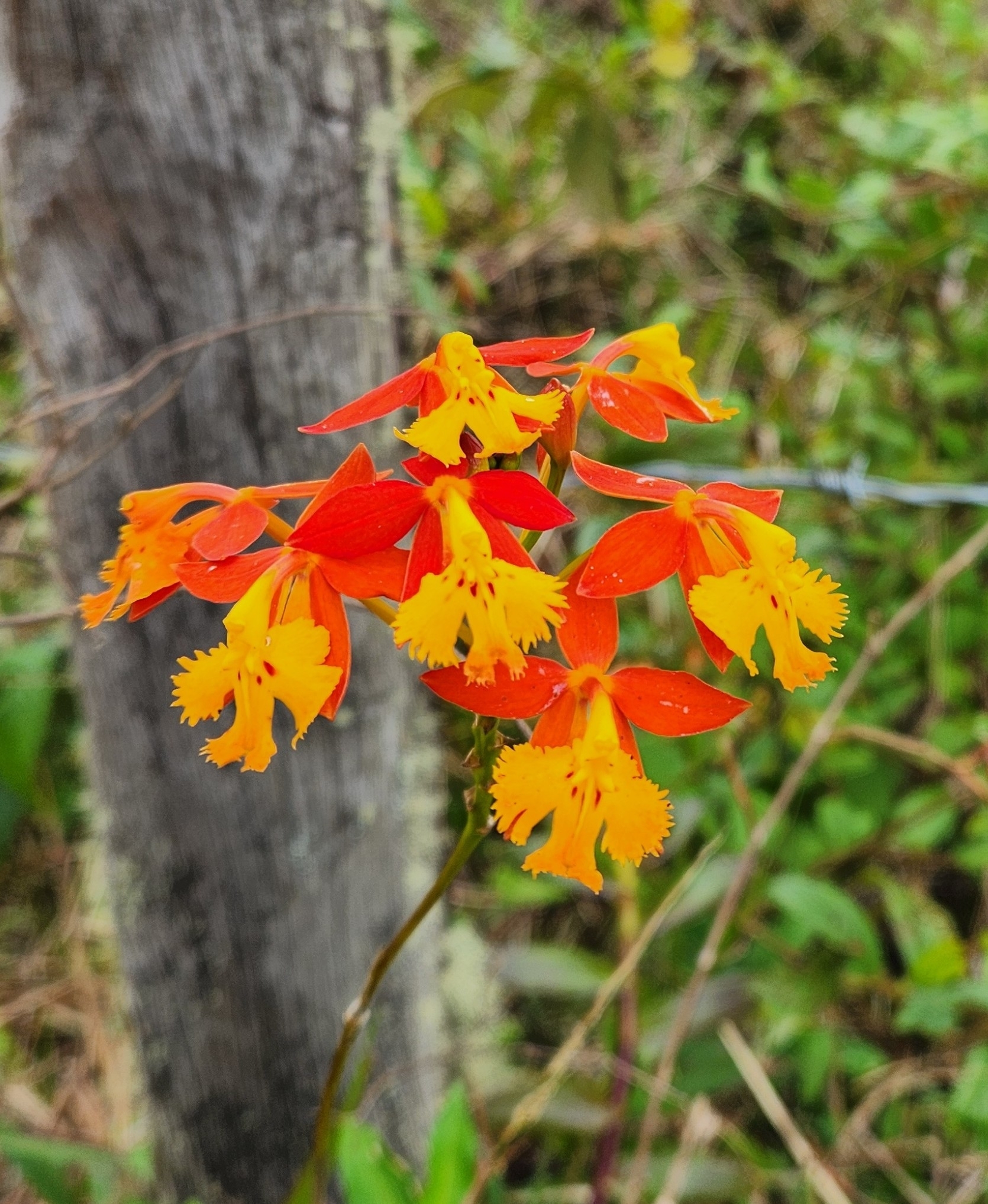 Imagem de Orquídea-radicans
