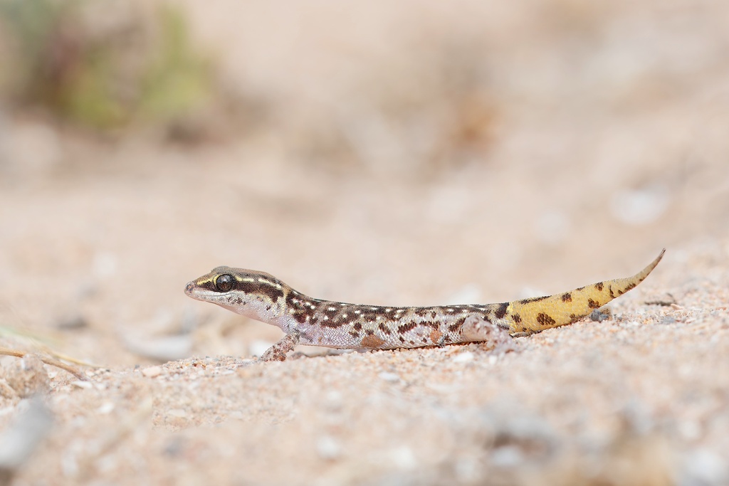 Harris Gecko