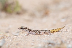 Harris Gecko photo 1