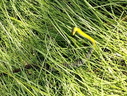 Common Tree Snake sighting