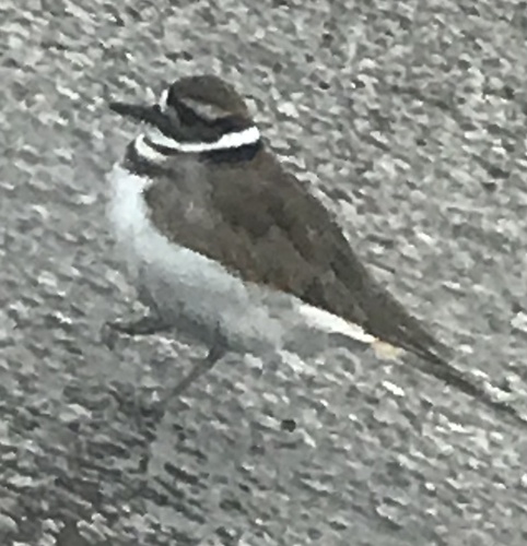 Killdeer photographed in Kentucky
