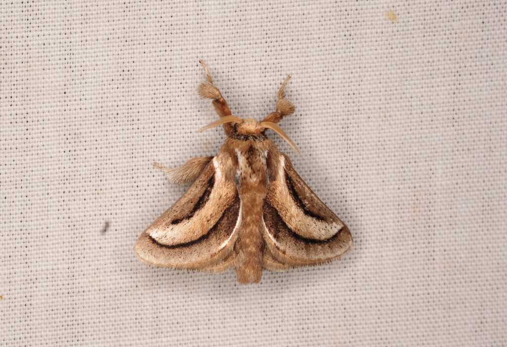 Epiperola includens