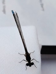 Argia tibialis