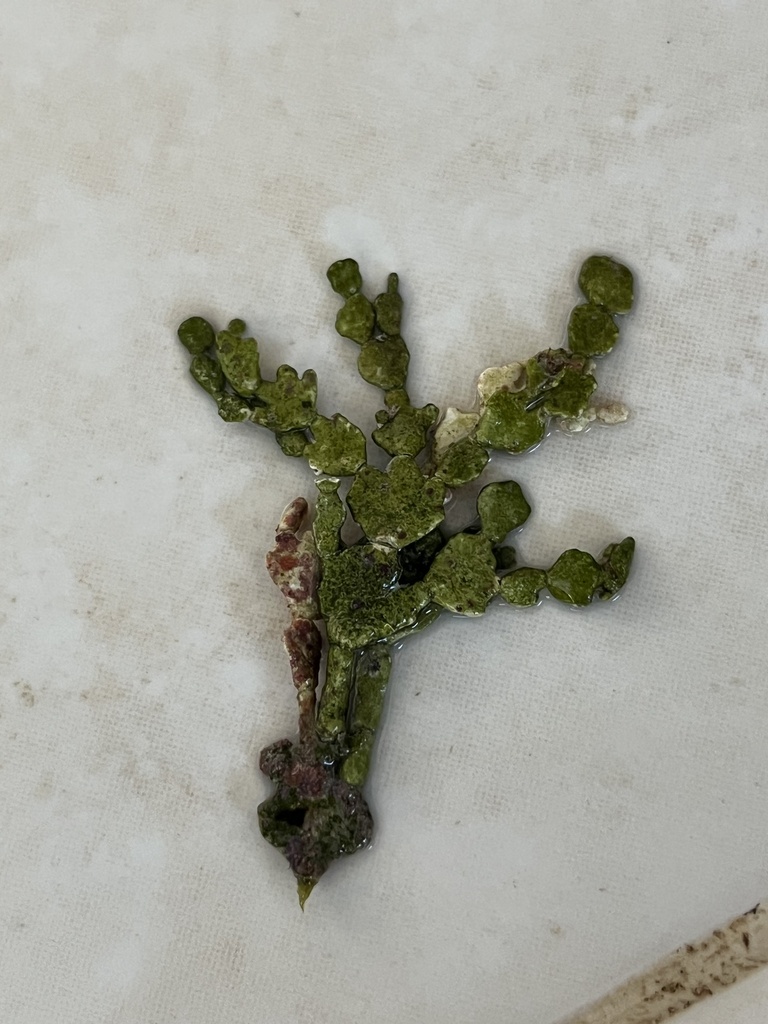 Photo of Thickened Halimeda (Halimeda incrassata)