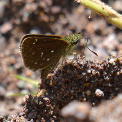 Piruna microsticta