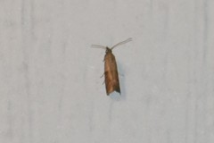 Moodna ostrinella