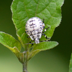 Apateticus lineolatus