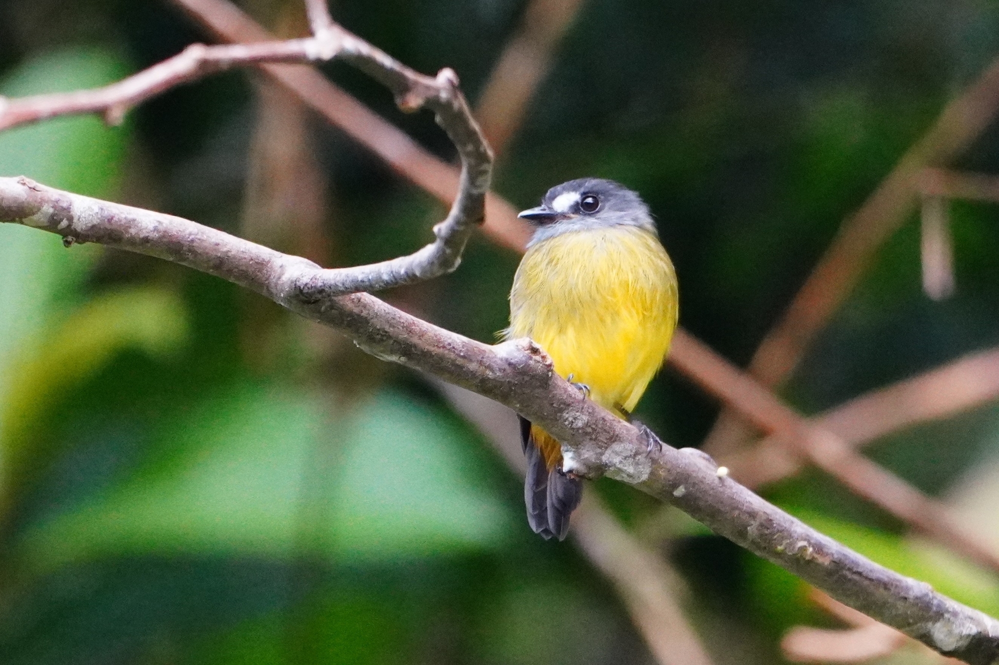 Ornate Flycatcher (Myiotriccus ornatus), photo 8