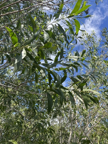 Foto de Acácia-australiana