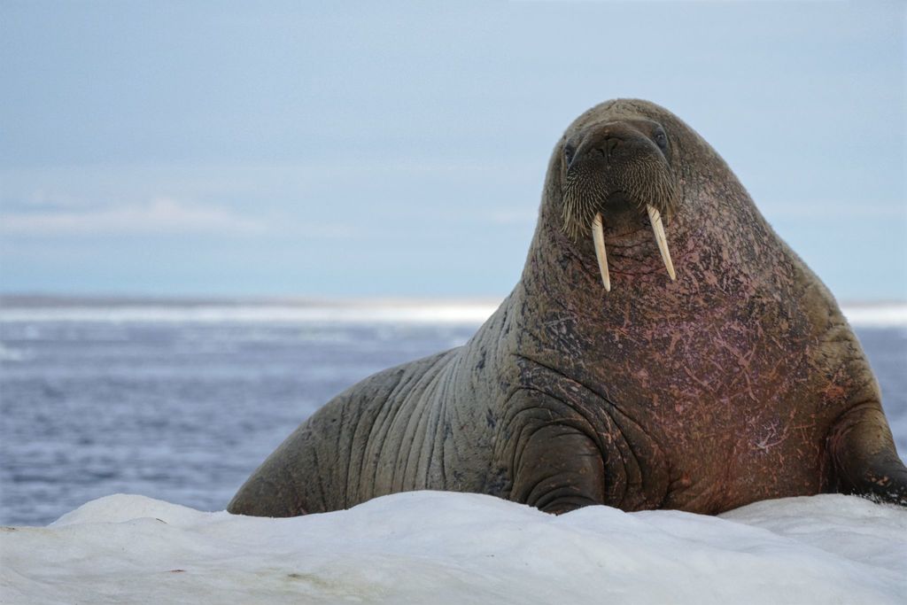 Walrus (Odobenus rosmarus) · iNaturalist