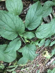 Rugelia nudicaulis