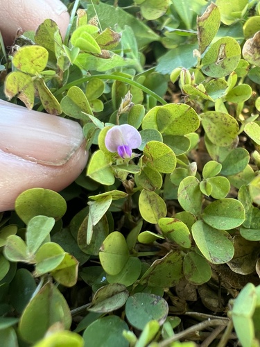 Foto de Erva-de-bicho