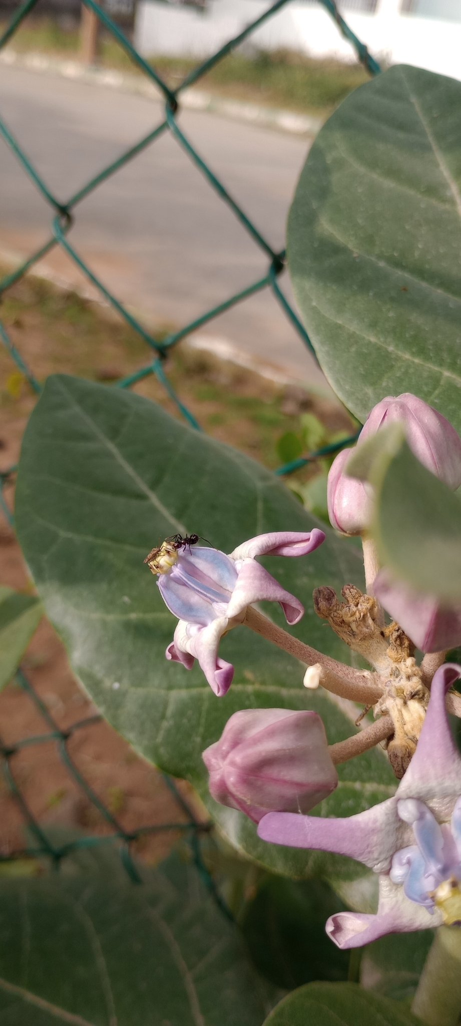 Imagem de Flor-de-seda